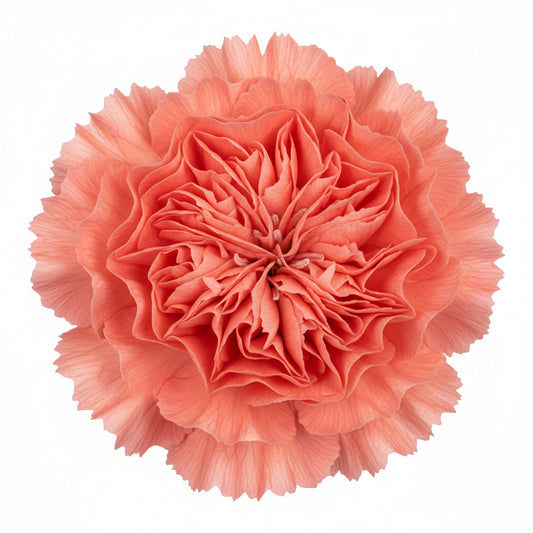 Coral Kiss Bloom Hair Clip