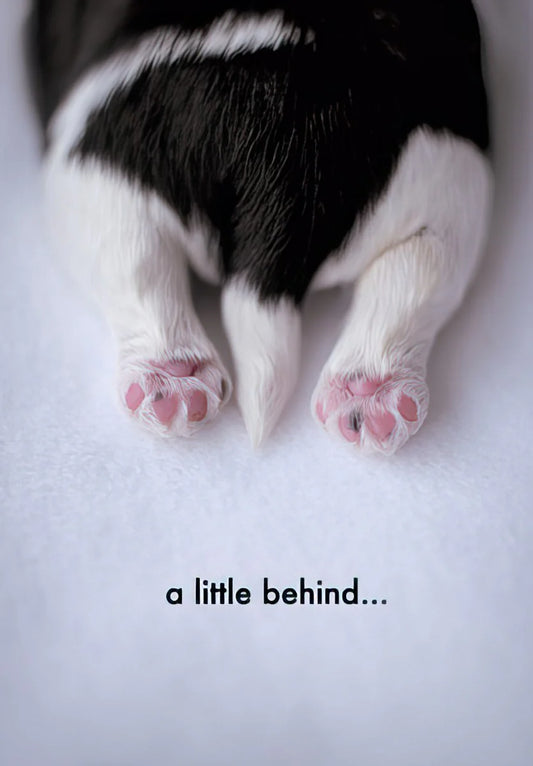 Birthday Greeting Card