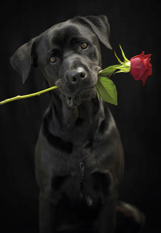 Love Greeting Card
